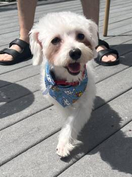 Rescue Maltese Dogs for Adoption in Thornwood, New York - Nori | PetCurious