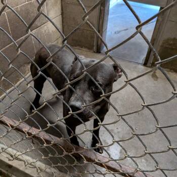 Bagheera -  Pit Bull Terrier Dog for Adoption in Hermiston, Oregon - Bagheera | PetCurious