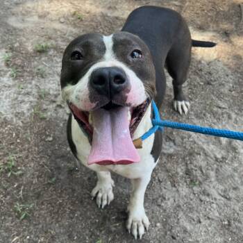 Rescue Mixed Breed Dogs for Adoption in Savannah, Georgia - Tia | PetCurious