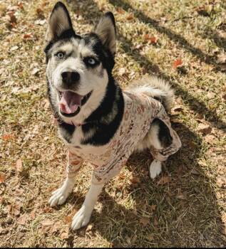 Rescue Husky Dogs for Adoption in Floresville, Texas - Betty Lou | PetCurious