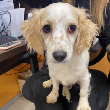 PIPPA -  Cocker Spaniel and Basset Hound Dog for Adoption in Joshua Tree, California - PIPPA | PetCurious