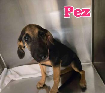 Pez -  Black And Tan Coonhound and German Shepherd Dog Dog for Adoption in New Baltimore, Michigan - Pez | PetCurious