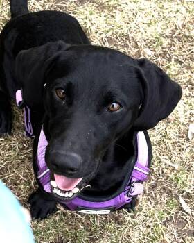 Dachshund and Terrier Dogs Available for Adoption - Sirius Black | PetCurious