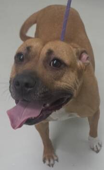 Mixed Breed Dogs Available for Adoption in Savannah, Georgia - Mocha | PetCurious