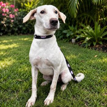 Perla 4854 -  Mixed Breed Dog for Adoption in Loxahatchee Groves, Florida - Perla 4854 | PetCurious