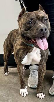 Mixed Breed Dogs Available for Adoption in West Chester, Pennsylvania - Hannah | PetCurious
