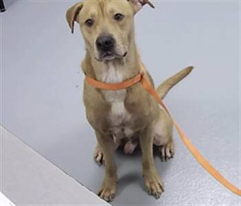 CHESTER -  Mixed Breed Dog for Adoption in St. Cloud, Florida - CHESTER | PetCurious