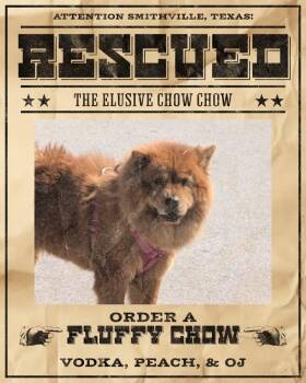 Aubree -  Chow Chow Dog for Adoption in Houston, Texas - Aubree | PetCurious
