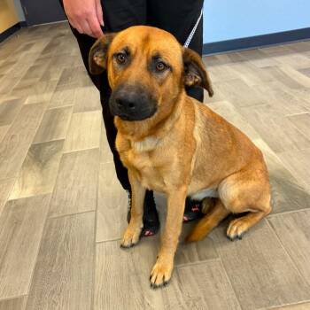 Toffee -  German Shepherd Dog Dog for Adoption in Nevada, Missouri - Toffee | PetCurious