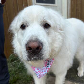 Nina -  Great Pyrenees Dog for Adoption in West Des Moines, Iowa - Nina | PetCurious