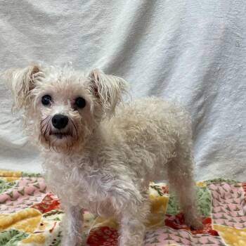 Nono -  Poodle Dog for Adoption in Lacon, Illinois - Nono | PetCurious