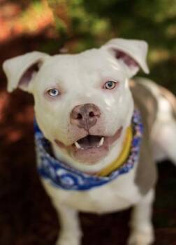 Ringo -  Mixed Breed Dog for Adoption in Hamilton, Ohio - Ringo | PetCurious