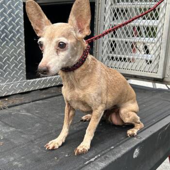 Daisy Mae -  Chihuahua Dog for Adoption in Rossville, Georgia - Daisy Mae | PetCurious
