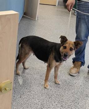 Hound and Mixed Breed Dogs Available for Adoption in Palmetto, Florida - PAISLEY | PetCurious
