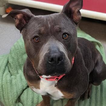Pit Bull Terrier Dogs Available for Adoption in Baltimore, Maryland - Maci Montana | PetCurious