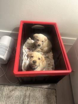 Labrador Retriever and Cattle Dog Dogs Available for Adoption - Cocoa | PetCurious