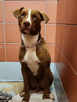 WESTON -  Labrador Retriever and Mixed Breed Dog for Adoption in Houston, Texas - WESTON | PetCurious