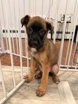 Bowie -  Mountain Cur and Shepherd Dog for Adoption in Willingboro, New Jersey - Bowie | PetCurious