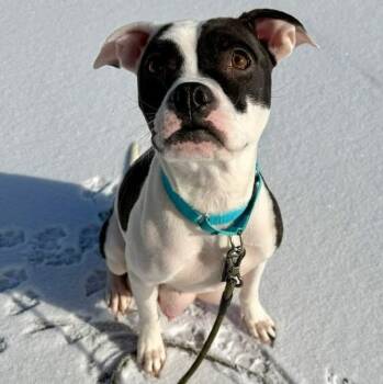 Boxer and Pit Bull Terrier Dogs Available for Adoption - Dottie  | PetCurious