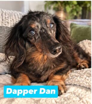 Dapper Dan -  Miniature Dachshund Dog for Adoption in Semmes, Alabama - Dapper Dan | PetCurious
