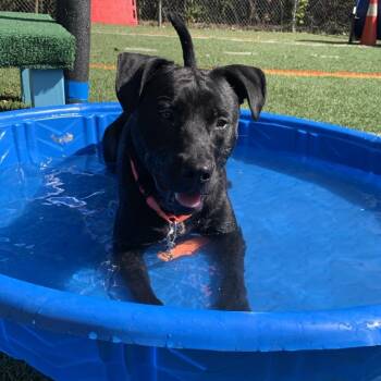 Labrador Retriever Dogs Available for Adoption in Baltimore, Maryland - Fozzy | PetCurious