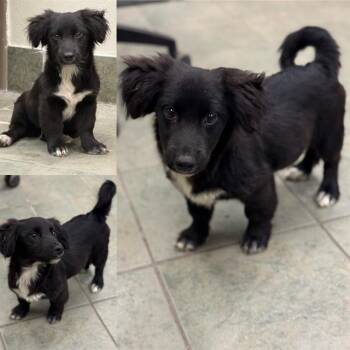 Dachshund Dogs Available for Adoption in San Antonio, Texas - THEODORE | PetCurious