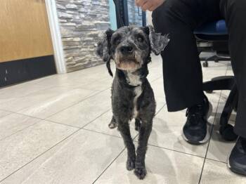 GRAYSON -  Schnauzer Dog for Adoption in Rowlett, Texas - GRAYSON | PetCurious