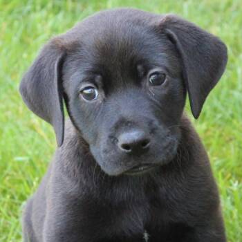Black Labrador Retriever Dogs Available for Adoption in Eaton, Ohio - Callum | PetCurious