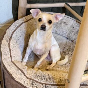 Cookie -  Terrier and Mixed Breed Dog for Adoption in Las Vegas, Nevada - Cookie | PetCurious