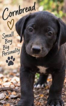 Cornbread -  Mountain Cur and Black Labrador Retriever Dog for Adoption in Batesville, Arkansas - Cornbread | PetCurious