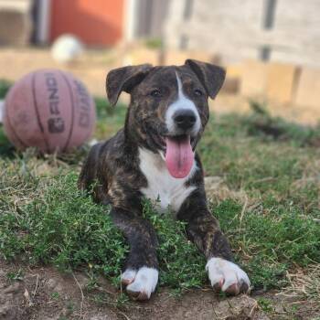 Rescue Mixed Breed Dogs for Adoption in Newton, Iowa - Jae | PetCurious