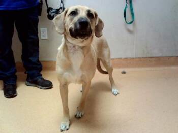 MEMPHIS -  Black Mouth Cur and Mixed Breed Dog Available for Adoption in Martinez, California - MEMPHIS | PetCurious