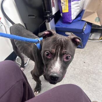 Breeze -  Mixed Breed Dog for Adoption in Philadelphia, Pennsylvania - Breeze | PetCurious