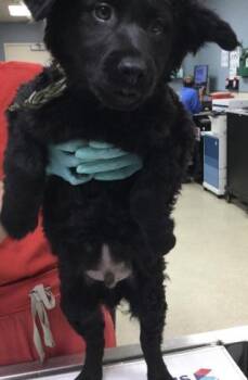 German Shepherd Dog and Mixed Breed Dogs Available for Adoption in Riverside, California - CACAO | PetCurious