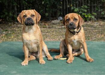 Sawyer -  Pug and Beagle Dog for Adoption in Buffalo, New York - Sawyer | PetCurious