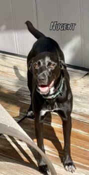 Rescue Labrador Retriever Dogs for Adoption in St. Augustine, Florida - Nugent | PetCurious