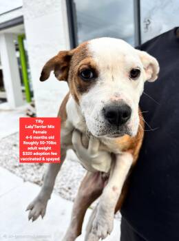 Labrador Retriever and Terrier Dogs Available for Adoption - Tilly | PetCurious