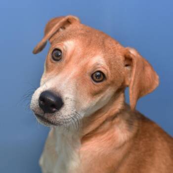 Marnie -  Mixed Breed Dog for Adoption in Ottawa, Kansas - Marnie | PetCurious