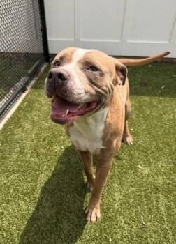 Pit Bull Terrier and Mixed Breed Dogs Available for Adoption in Daphne, Alabama - Uzi | PetCurious