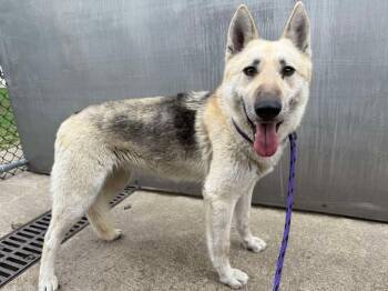 Rescue German Shepherd Dog Dogs for Adoption in Suamico, Wisconsin - Georgia | PetCurious