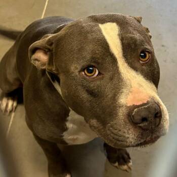 Pit Bull Terrier Dogs Available for Adoption - B-52 | PetCurious