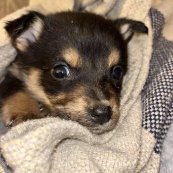 Rescue Chihuahua and Fox Terrier Dogs for Adoption - Caleb | PetCurious