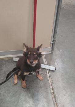 Oakley -  Affenpinscher Dog for Adoption in Green River, Wyoming - Oakley | PetCurious