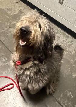 Poodle and Mixed Breed Dogs Available for Adoption - Cookie | PetCurious