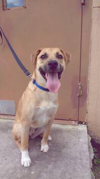 Rescue Terrier Dogs for Adoption in Miami, Florida - BLITZ-TRAINED DOG | PetCurious