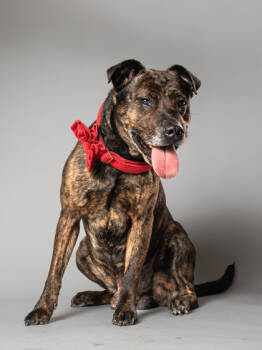 Rescue Mixed Breed Dogs for Adoption in Atlanta, Georgia - Sauce Boss | PetCurious