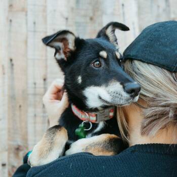 Shepherd Dogs Available for Adoption - Heart | PetCurious