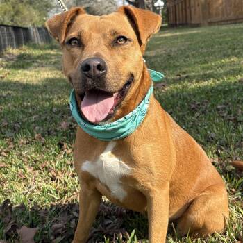 CAMMIE- a sweetie -  Pit Bull Terrier and Labrador Retriever Dog for Adoption - CAMMIE- A Sweetie | PetCurious
