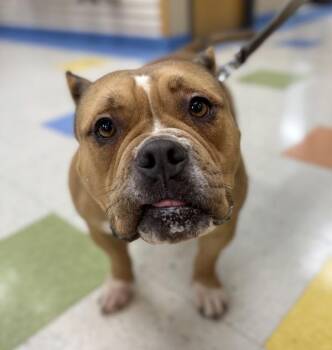 Oakley -  American Bulldog and Pit Bull Terrier Dog for Adoption in Sioux City, Iowa - Oakley | PetCurious