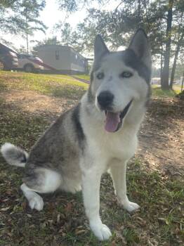 Rescue Husky Dogs for Adoption in Troy, Alabama - Jupiter | PetCurious